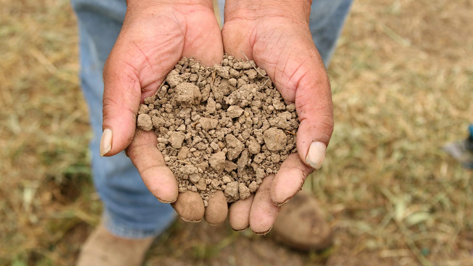 Vineyard worker's hands